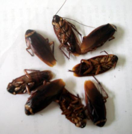 鼠害與蟲害治理，清波滅鼠控蟲公司，學(xué)校幼兒園殺蟲滅鼠方案，防鼠滅鼠抓老鼠，防蚊滅蠅捕蚊蠅，防治蟑螂滅蟑螂殺蟑螂