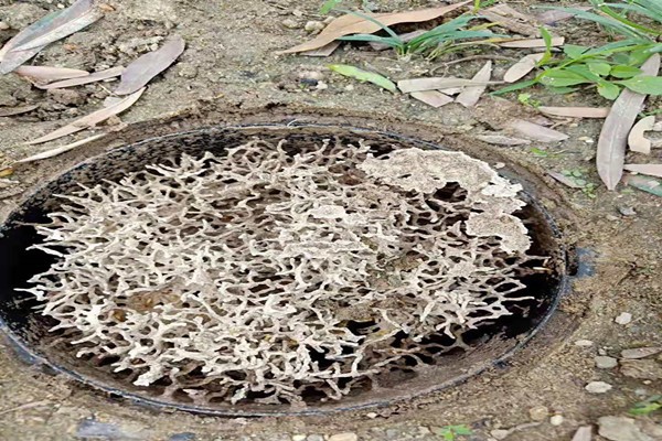 珠海中山別墅防治白蟻廠家-咨詢(xún)這家