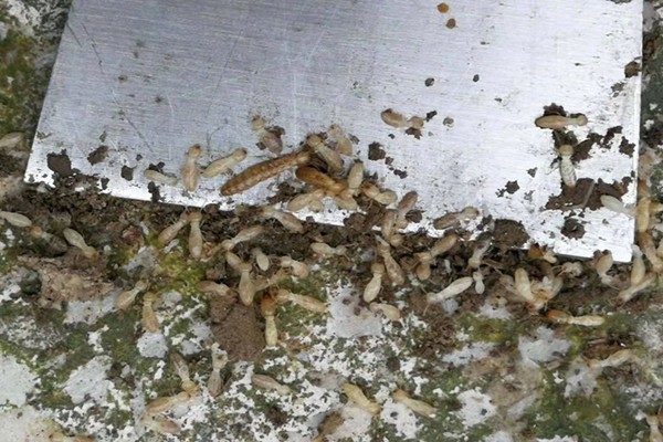 珠海中山別墅防治白蟻廠家-咨詢(xún)這家 珠海中山別墅防治白蟻廠家-咨詢(xún)這家