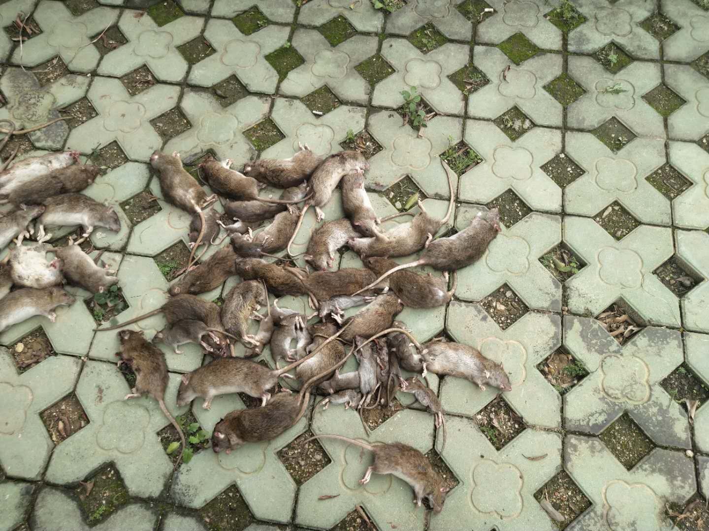 珠海中山附近殺蟲滅鼠公司報(bào)價(jià)