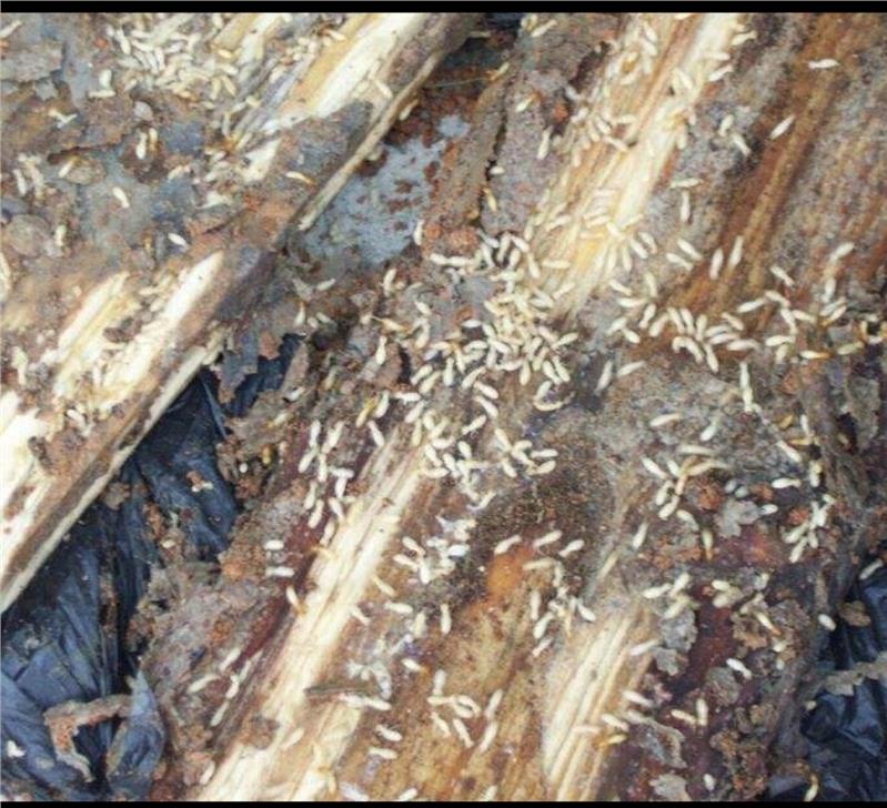 珠海家庭除蟲滅鼠機(jī)構(gòu) 珠海家庭除蟲滅鼠機(jī)構(gòu)