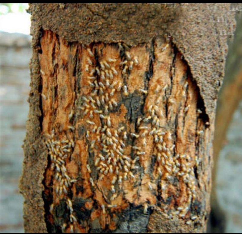 珠海家庭除蟲滅鼠機(jī)構(gòu) 珠海家庭除蟲滅鼠機(jī)構(gòu)