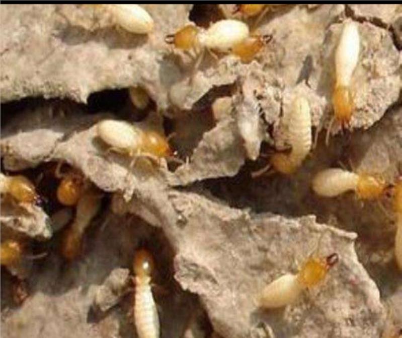 珠海家庭除蟲滅鼠機(jī)構(gòu) 珠海家庭除蟲滅鼠機(jī)構(gòu)