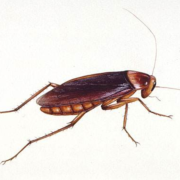 珠海專業(yè)滅蟑螂 珠海專業(yè)滅蟑螂