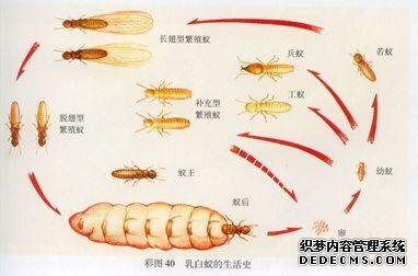 白蟻圖 白蟻圖