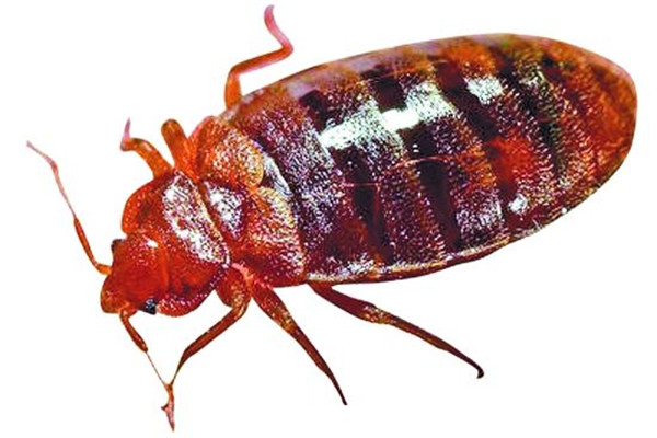 珠海香洲殺蟲滅鼠哪個好 珠海香洲殺蟲滅鼠哪個好