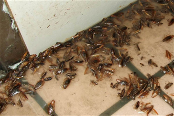 珠海香洲殺蟲滅鼠哪個好 珠海香洲殺蟲滅鼠哪個好